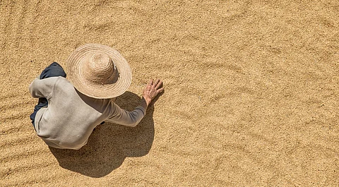 Wheat production likely to rise in 2025 to record 796 million tonnes, rice 543 MT: FAO