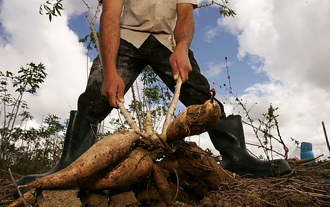 Bread of the tropics: Thousands of years of indigenous practices have ensured survival of cassava, finds study
