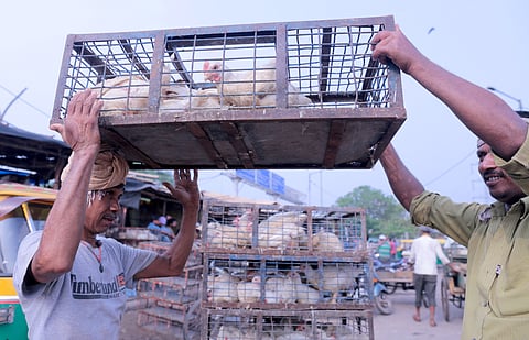 Ghazipur mandi — beating heart of Delhi's chicken trade amidst trials