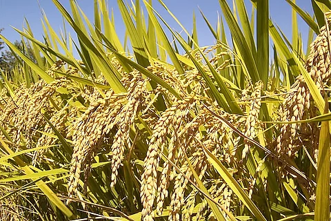 Cultivation of alternative grains instead of rice can make the fight against climate change easier: Study