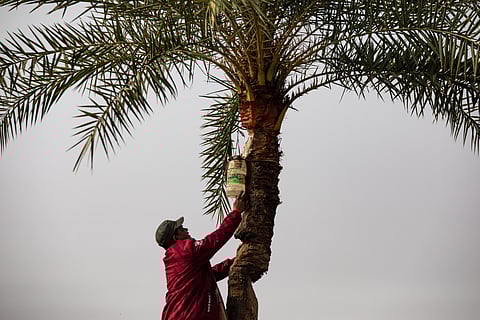 The physical demands of the job are considerable, as climbing tall trees daily poses health risks and can be dangerous.