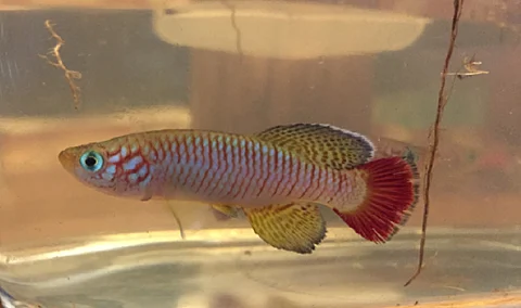 Scientists have discovered a new type of endemic forest-dwelling fish in Kenya. And it may already be on its way out