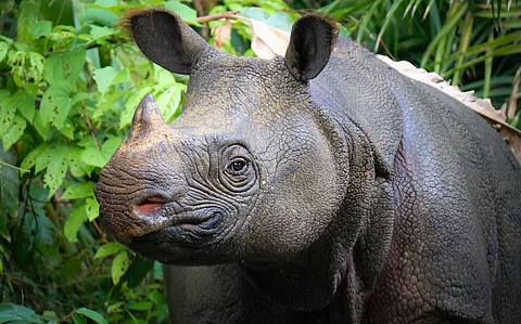 Study moots taxonomic revision of Javan rhino, placing it in a new genus