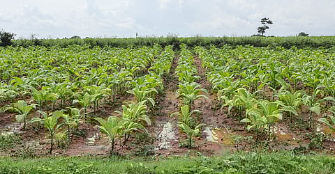 Tobacco’s hidden friendly side: how the controversial plant could be used for good