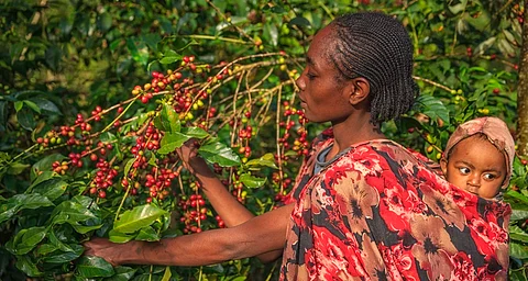 Adverse weather drives nearly 40% rise in coffee prices in 2024