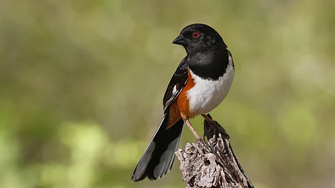 US bird populations continue to decline, from coast to coast: Report