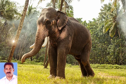Panchayat president K Sunil (inset) has stated he is ready to face the consequences of using shooters to eliminate foraging wildlife.