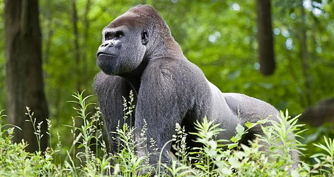 Gorillas show as much self-awareness as chimpanzees, new study finds