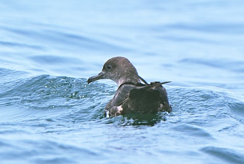 Plastic ingestion in short-tailed shearwaters significantly reduces BDNF levels, potentially impairing cognitive functions essential for courtship and breeding success.