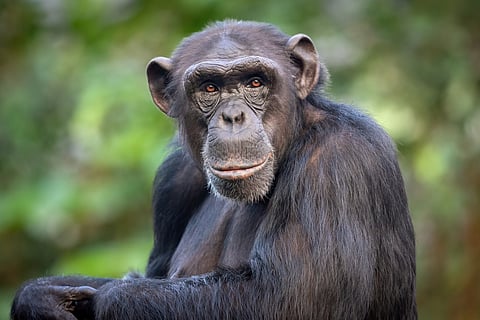 Chimpanzee genes have changed over time to suit local conditions — new study