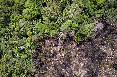 Billions needed to save forests, but funding fuelling their destruction, reveals UNDP report