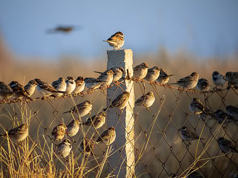 On brink of silence: Sparrows' quiet flutter in face of oblivion