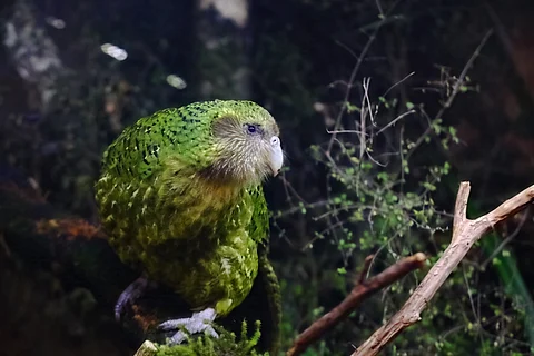 The kākāpō, a critically endangered nocturnal, flightless parrot from New Zealand, benefitted from a long-running recovery programme.