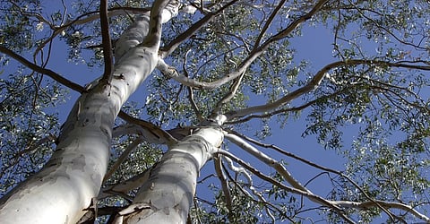 Eucalyptus is a false promise that threatens India’s grasslands