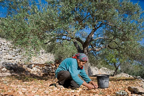 Roots of the Olive Tree: Poetry and political ecology in Palestine