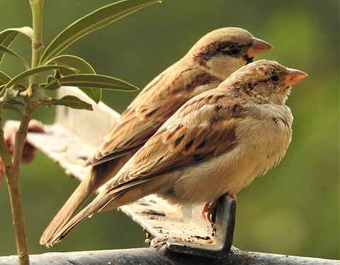 Gobar Times: The House of Sparrows