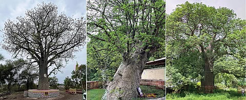 Upside-down wonders: Exploring India’s majestic baobab trees