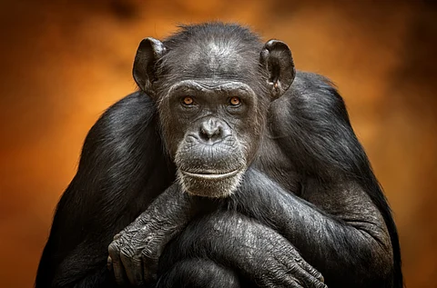 What makes the human brain unique? We compared it with monkeys and apes to find out