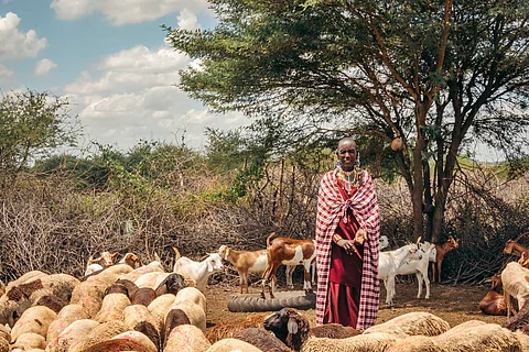 Tanzania: Maasai pastoralists resist carbon credit projects amid fears of land dispossession