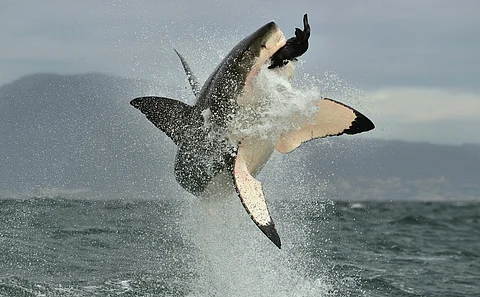 Why sharks are important: Two-decade-long study in South Africa shows loss of Great Whites led to disturbance in marine food web