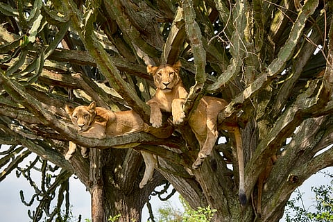 Lions resting in a cactus tree in Queen Elizabeth National Park.
