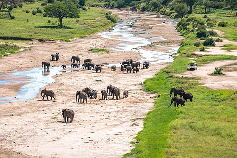 Malawi-Zambia border: Communities near Kasungu National Park resort to legal action over elephant relocation