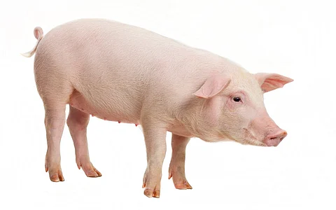 Chinese doctors transplant pig liver in human in a first