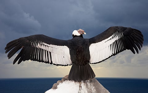 Diclofenac is freely available in Hispanophone & Lusophone South America, signaling risk to region’s avian scavengers, finds study