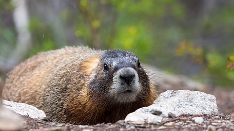 Wild marmots’ social networks reveal controversial evolutionary theory in action