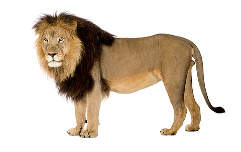 ‘Largely depleted’: IUCN’s new Green Status assessment for the lion in Africa and India