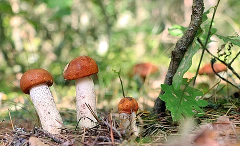 Over 1,000 species of fungi threatened with extinction: IUCN