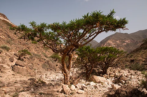 Frankincense: Gift of the Magi in danger of extinction, warns IUCN