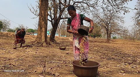 It’s mahua season: Hunger is non-existent in households which have this forest produce, say Adivasis