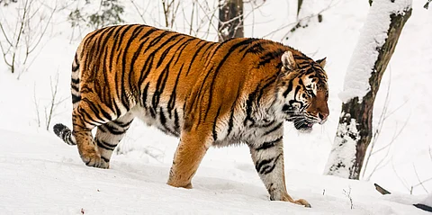 Roads are taking a toll on Amur tigers in the Russian Far East