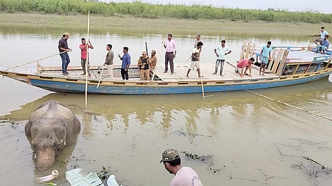 A sick cow elephant being monitored by the forest department in Assam
