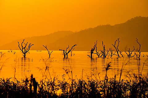 Tree stump silhouettes on a river during a harmattan filtered sunset.
