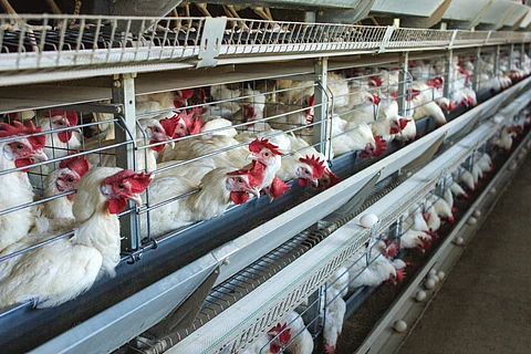 The public have been urged to consume only properly cooked chicken and eggs.