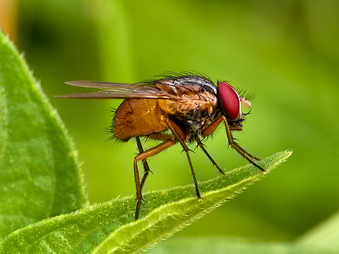 Flies are masters of migration — it’s about time they got some credit