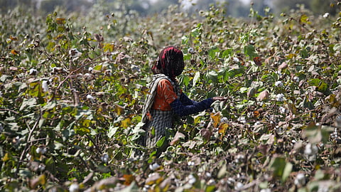Bt cotton, introduced in India in 2002 as the country’s first genetically modified crop, was originally designed to protect against the pest American bollworm.