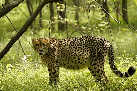 Proposed hydro project in Shahbad to impact movement of cheetahs in Kuno