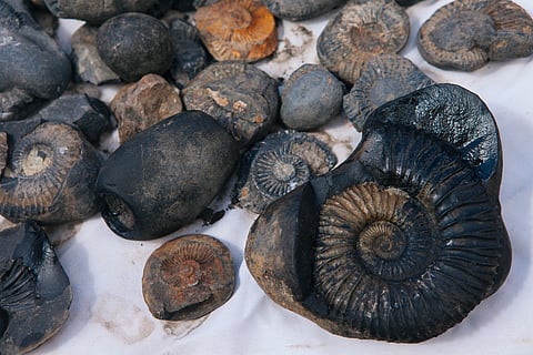 The researchers found that molluscs and other hardy invertebrates appeared more frequently in fossil records because their physiology made them better suited to the changed environmental conditions.