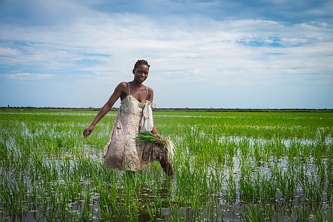 We studied smallholder farming in three African countries for 10 years: Why profitable irrigation is key