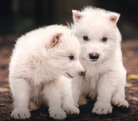 Three grey wolf pups, two male and one female, were born in October 2024