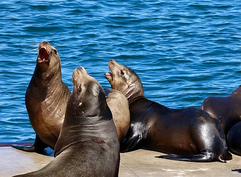 Neurotoxin released by algal bloom off Californian coast is making Sea Lions aggressive — here’s why climate change is to be blamed