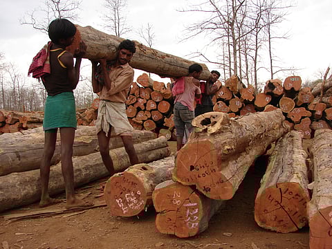 Deforestation in India: When the forests fade, yet their numbers flourish