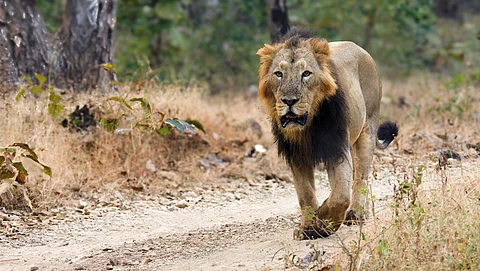 Gujarat’s Gir forests are the only place in the world where Asiatic lions can be seen roaming freely in the wild