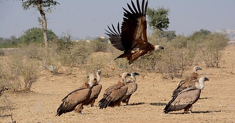 Book Excerpt: How India’s vultures nearly died out