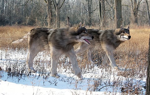 Why ‘de-extinct’ dire wolves are a Trojan horse to hide humanity’s destruction of nature