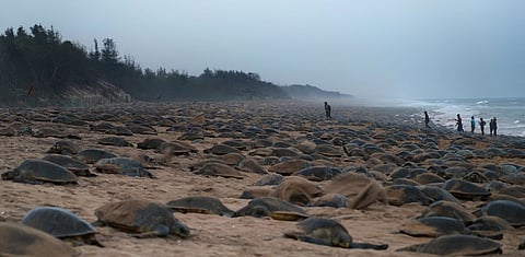Climate change is skewing sex ratios of Olive Ridley turtles hatching in Odisha’s Rushikulya towards females: Report