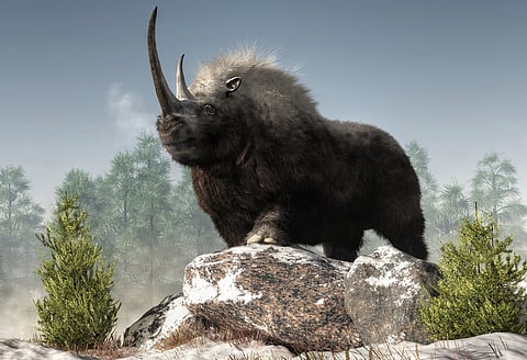 If we must bring back extinct species, let’s focus on the giant herbivores